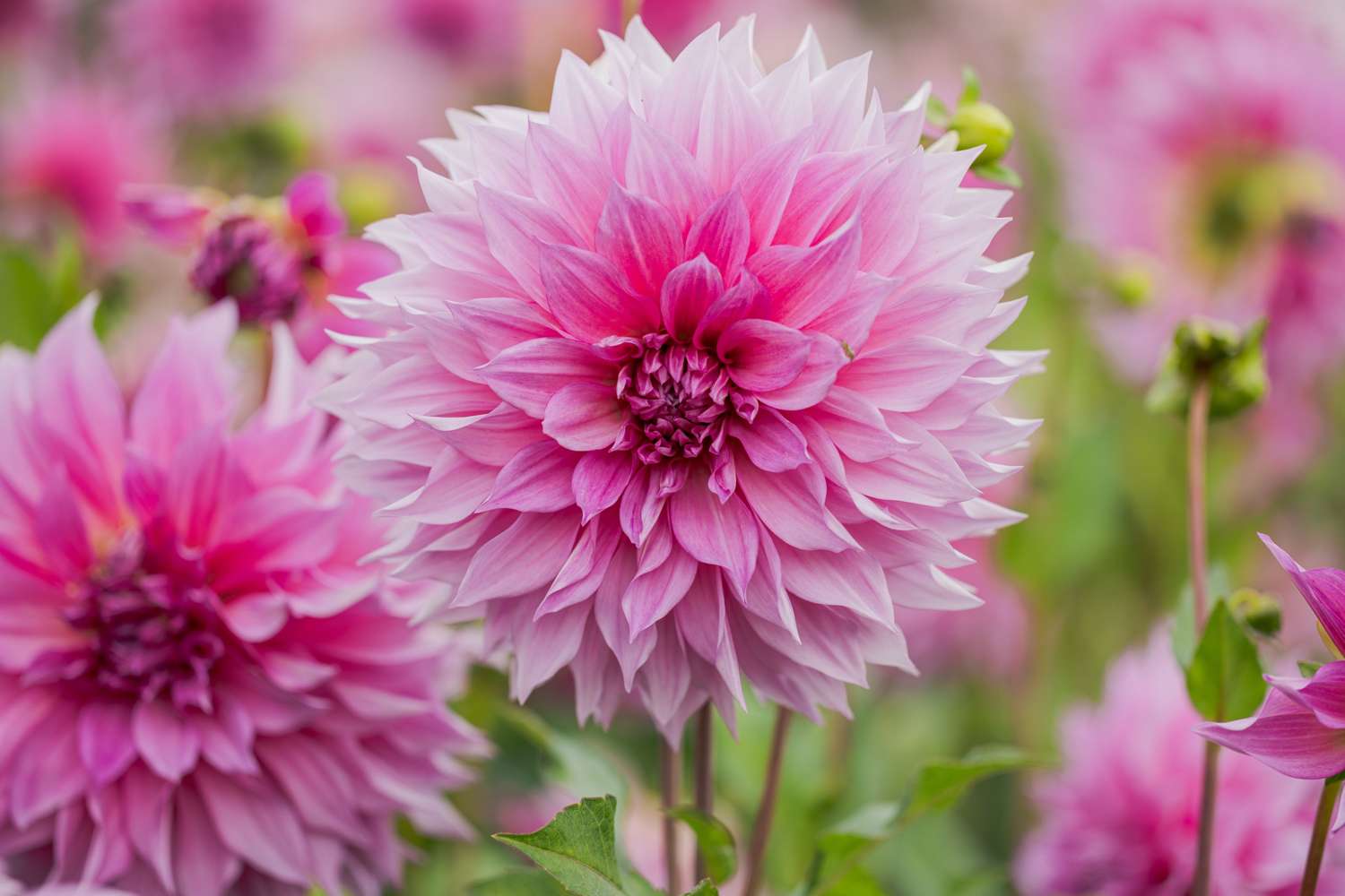 Dahlie 'Café au Lait Rosé'